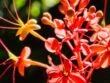 ashoka saraca asoca