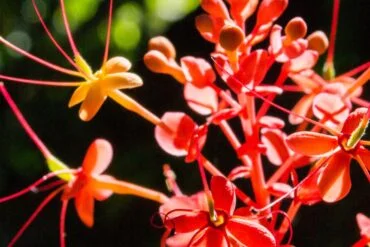 Striroga: conheça a ginecologia Ayurveda