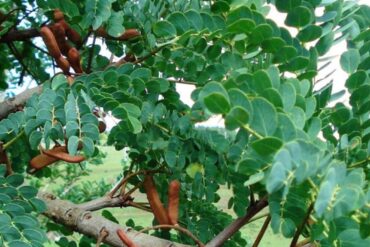 Jivaka (Malaxis acuminata): propriedades e usos no Ayurveda