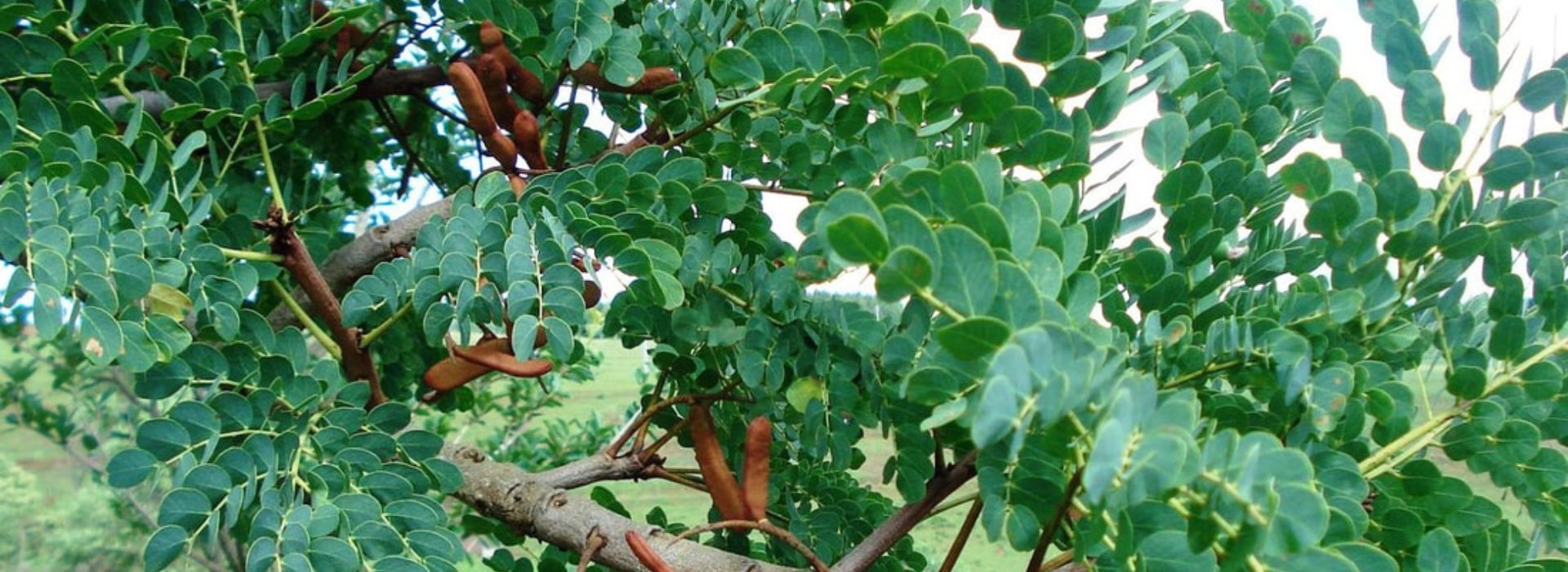 barbatimão stryphnodendron adstringens