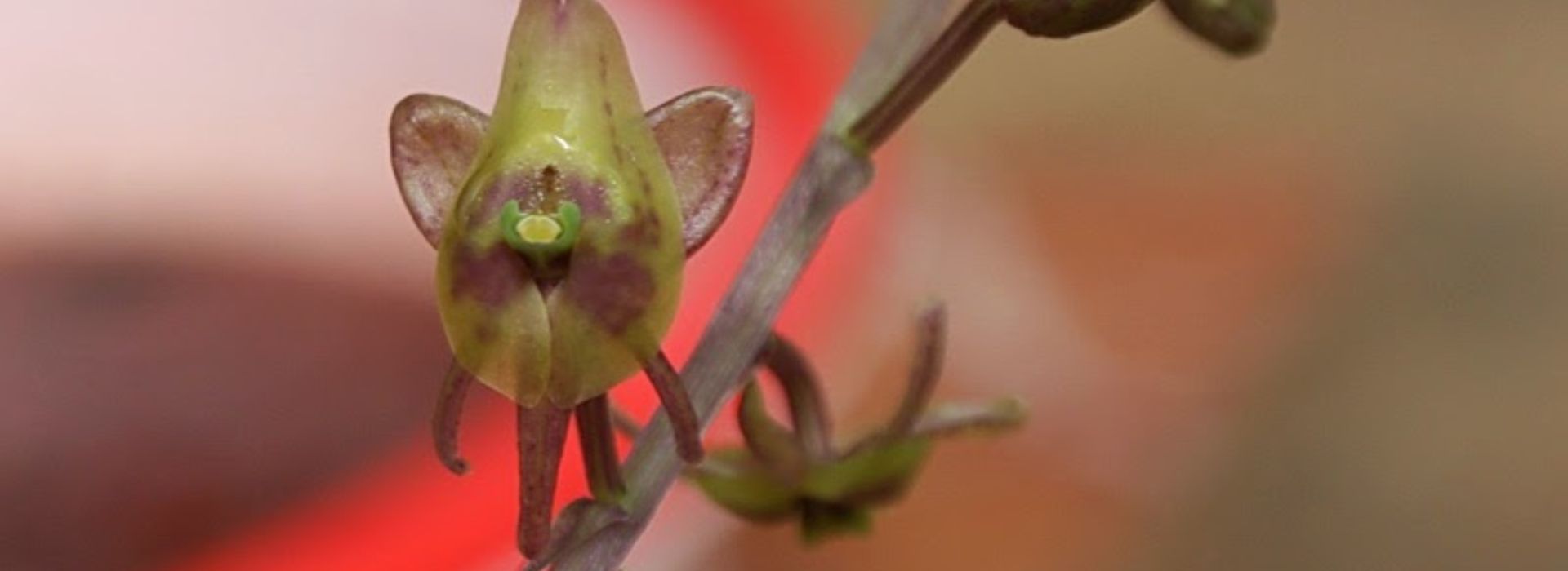 jivaka malaxis acuminata