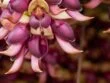 kapikacchu mucuna pruriens