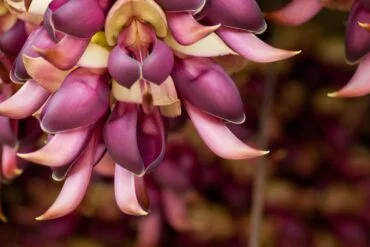 Dhatu no Ayurveda: o que são e qual sua importância?
