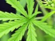 vijaya cannabis sativa ayurveda